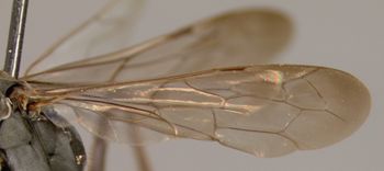Media type: image;   Entomology 15346 Aspect: wing